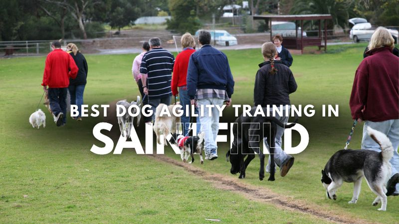 Best Dog Agility Training in Saintfield