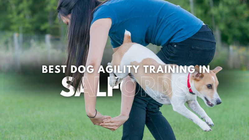 Best Dog Agility Training in Salfords