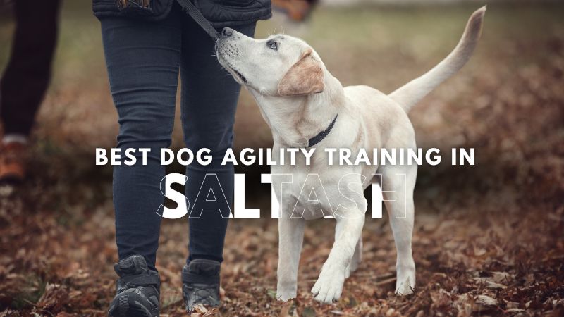 Best Dog Agility Training in Saltash