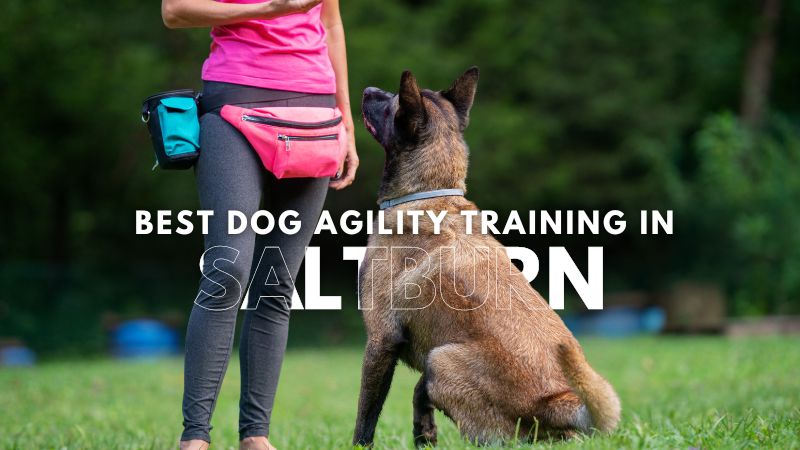 Best Dog Agility Training in Saltburn