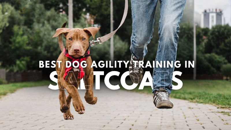 Best Dog Agility Training in Saltcoats