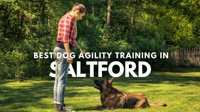 Best Dog Agility Training in Saltford