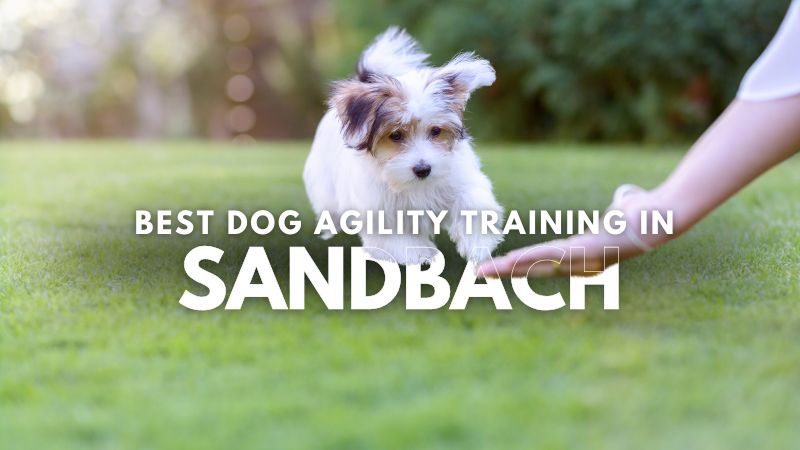 Best Dog Agility Training in Sandbach