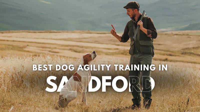 Best Dog Agility Training in Sandford