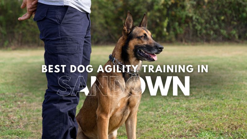 Best Dog Agility Training in Sandown