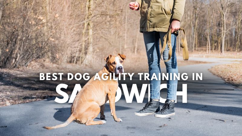 Best Dog Agility Training in Sandwich