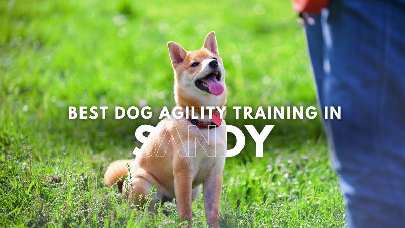 Best Dog Agility Training in Sandy