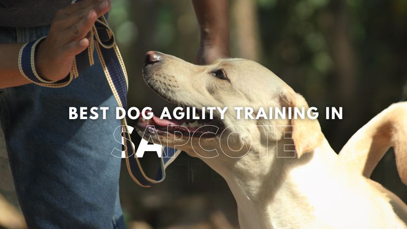 Best Dog Agility Training in Sapcote
