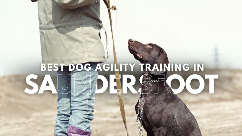 Best Dog Agility Training in Saundersfoot