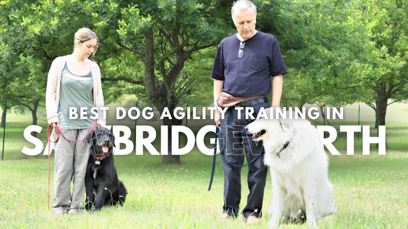 Best Dog Agility Training in Sawbridgeworth