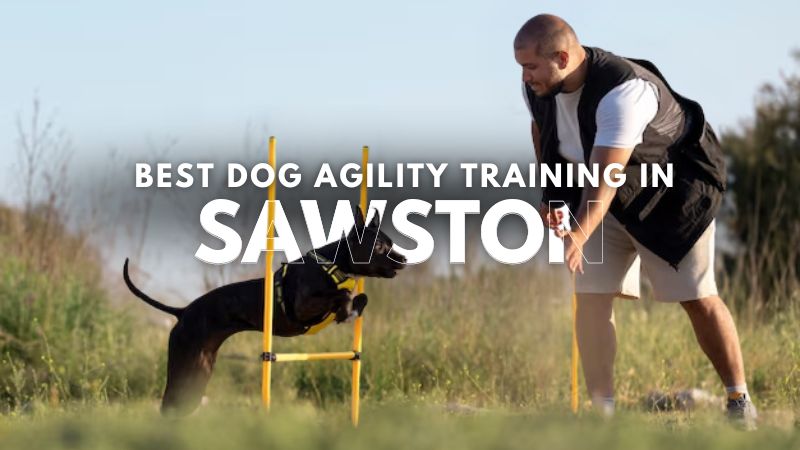 Best Dog Agility Training in Sawston