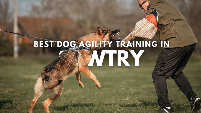 Best Dog Agility Training in Sawtry