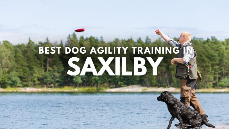 Best Dog Agility Training in Saxilby