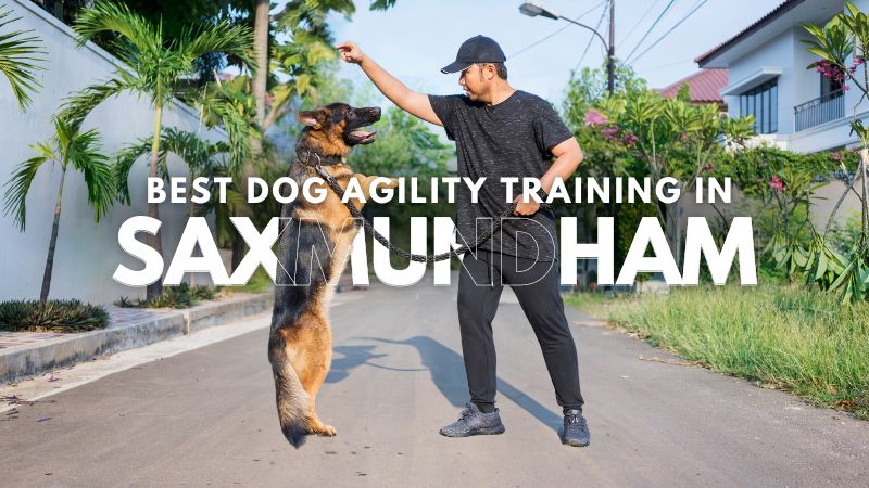 Best Dog Agility Training in Saxmundham