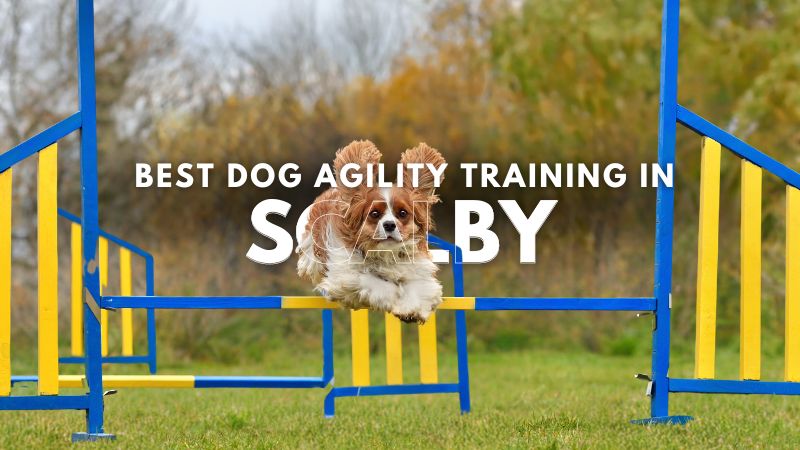 Best Dog Agility Training in Scalby