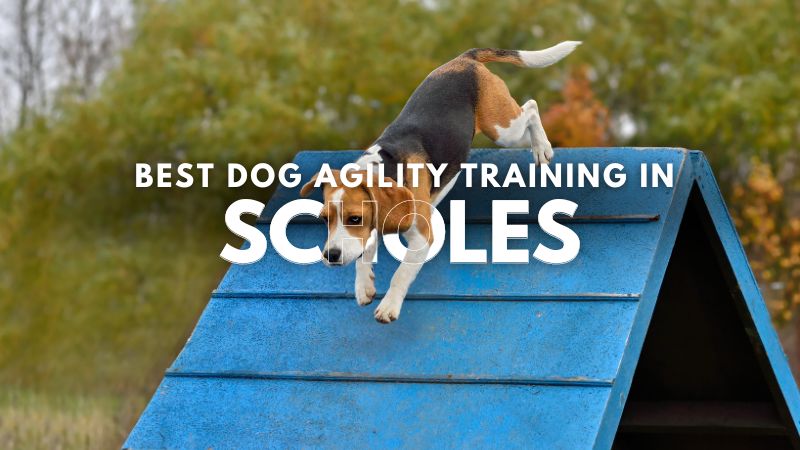 Best Dog Agility Training in Scholes