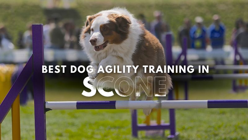 Best Dog Agility Training in Scone