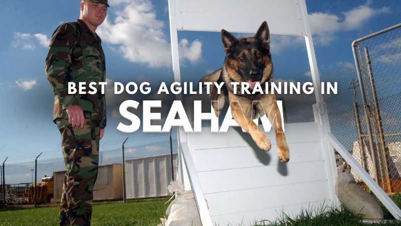 Best Dog Agility Training in Seaham