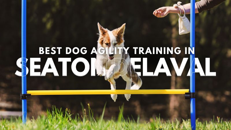 Best Dog Agility Training in Seaton Delaval
