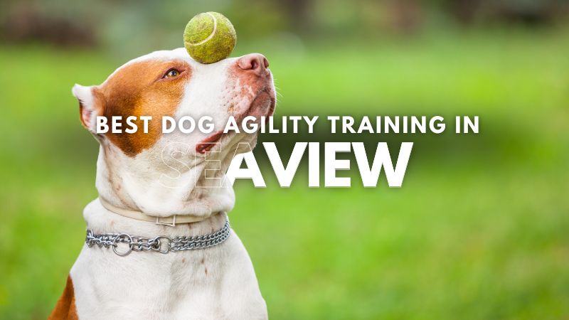 Best Dog Agility Training in Seaview