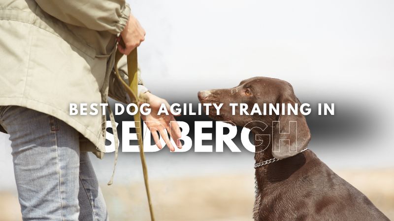 Best Dog Agility Training in Sedbergh