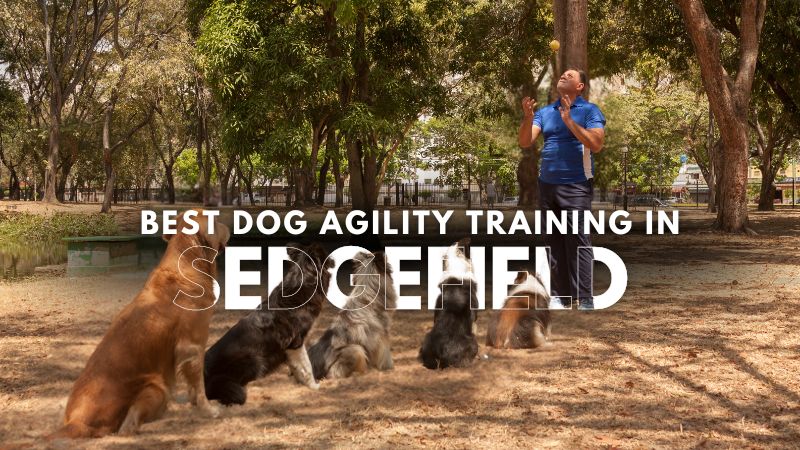 Best Dog Agility Training in Sedgefield