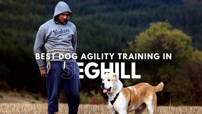 Best Dog Agility Training in Seghill