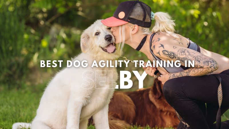 Best Dog Agility Training in Selby