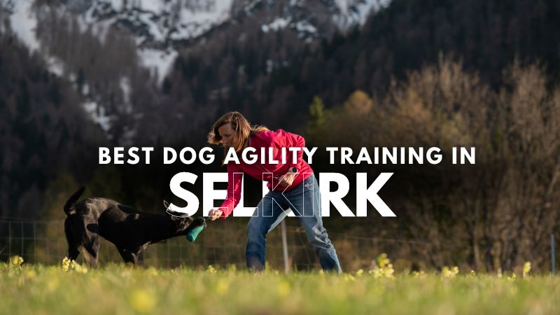 Best Dog Agility Training in Selkirk