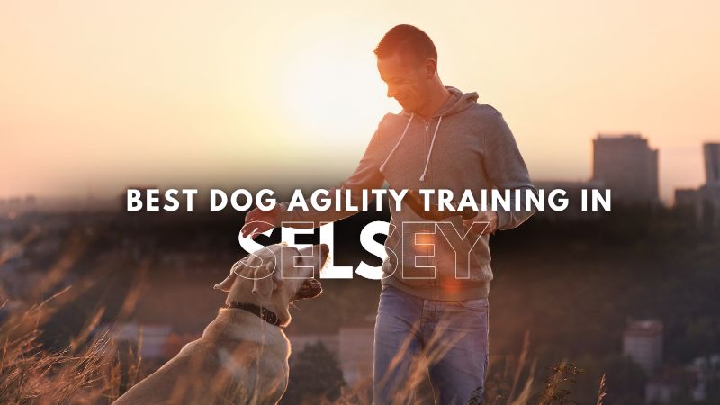 Best Dog Agility Training in Selsey