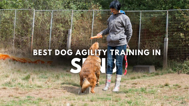 Best Dog Agility Training in Send