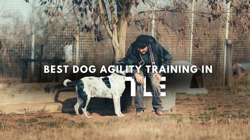Best Dog Agility Training in Settle