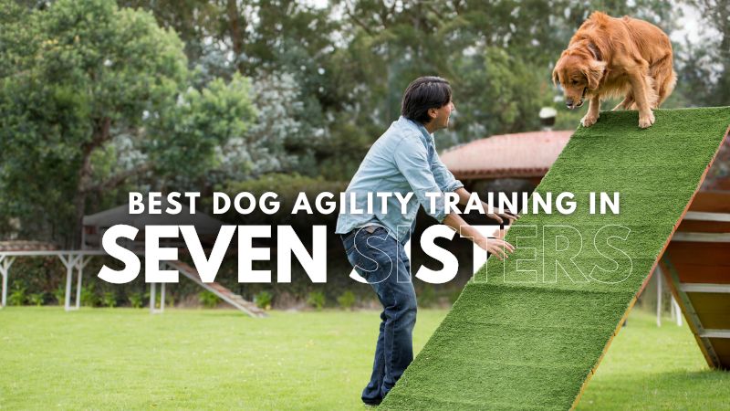 Best Dog Agility Training in Seven Sisters