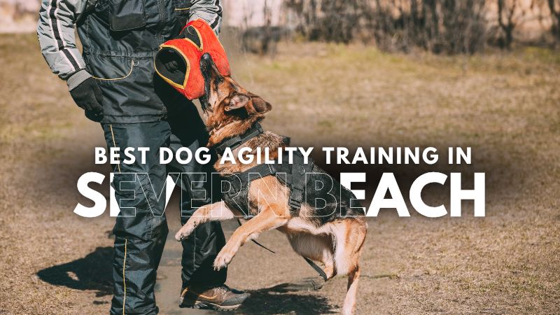 Best Dog Agility Training in Severn Beach