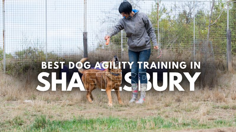 Best Dog Agility Training in Shaftesbury