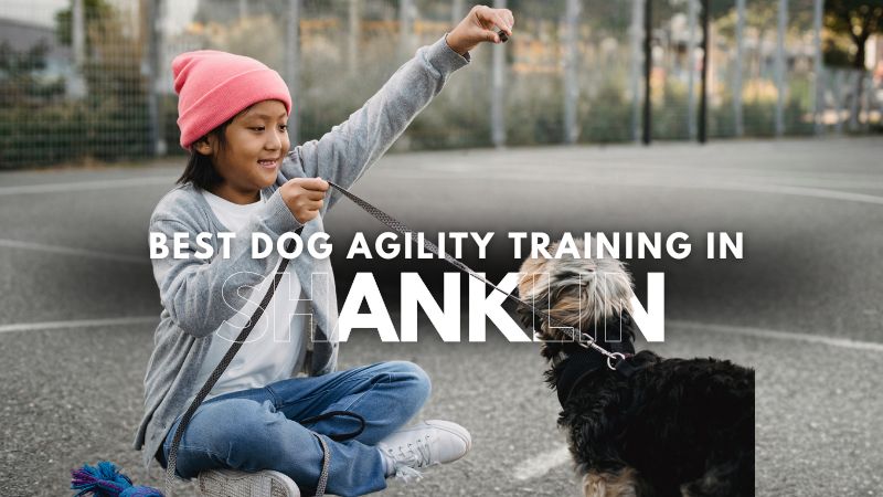 Best Dog Agility Training in Shanklin