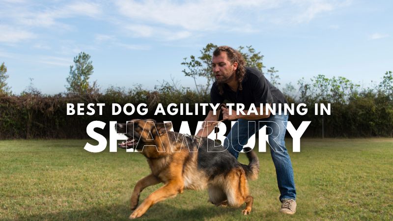 Best Dog Agility Training in Shawbury