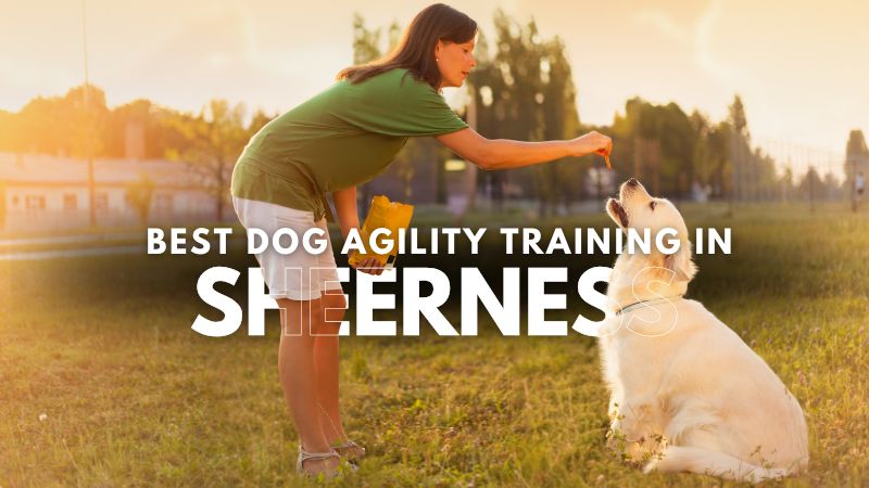 Best Dog Agility Training in Sheerness