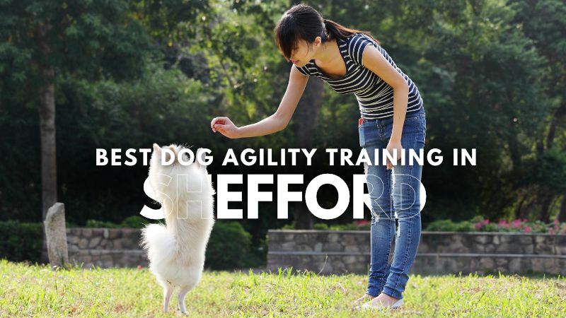 Best Dog Agility Training in Shefford