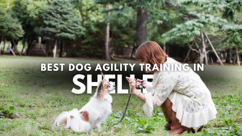 Best Dog Agility Training in Shelley