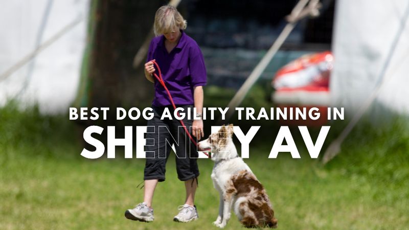 Best Dog Agility Training in Shenley Av