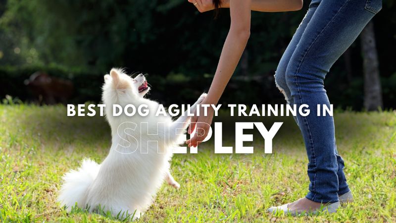 Best Dog Agility Training in Shepley