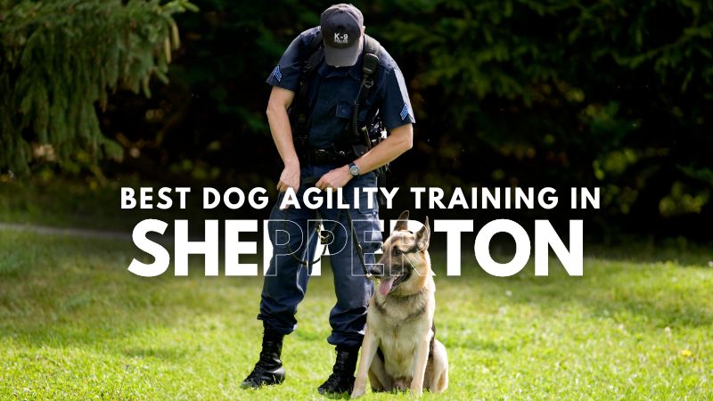 Best Dog Agility Training in Shepperton