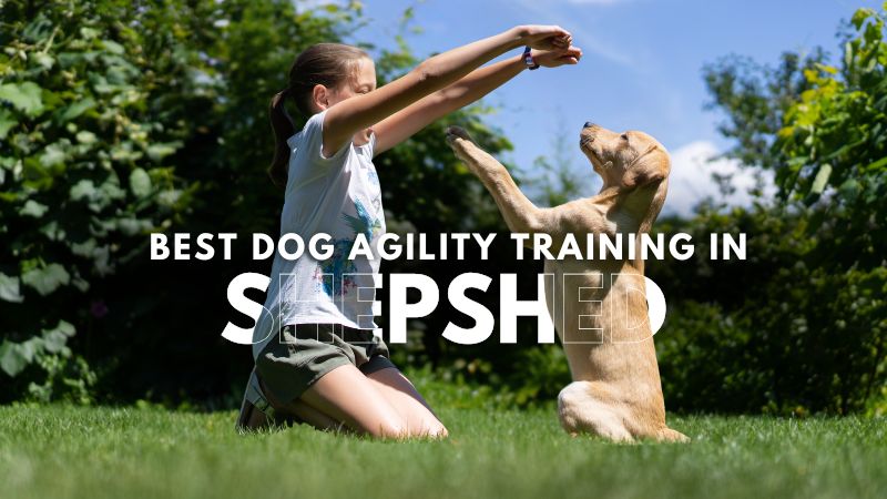 Best Dog Agility Training in Shepshed