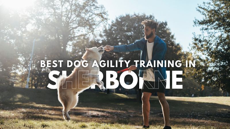 Best Dog Agility Training in Sherborne