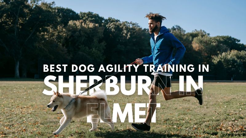 Best Dog Agility Training in Sherburn In Elmet