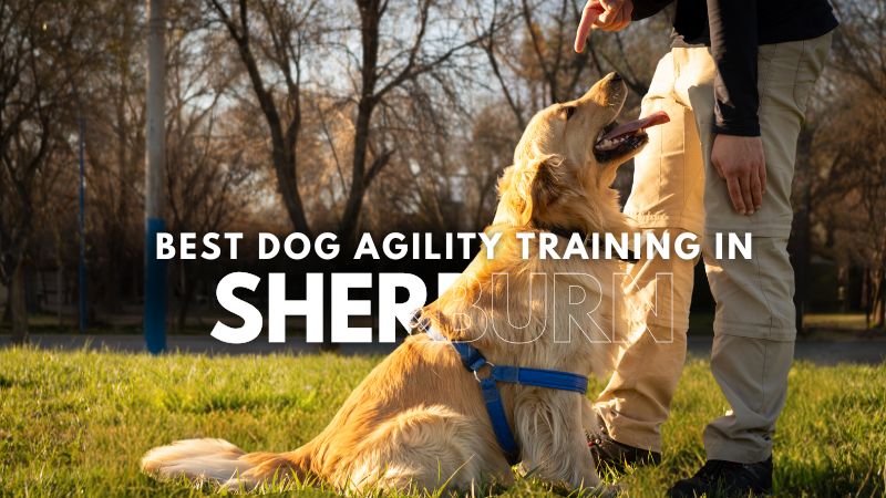 Best Dog Agility Training in Sherburn