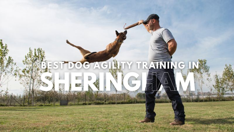 Best Dog Agility Training in Sheringham