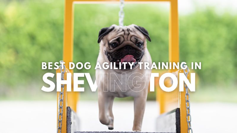 Best Dog Agility Training in Shevington