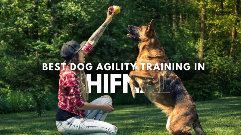 Best Dog Agility Training in Shifnal